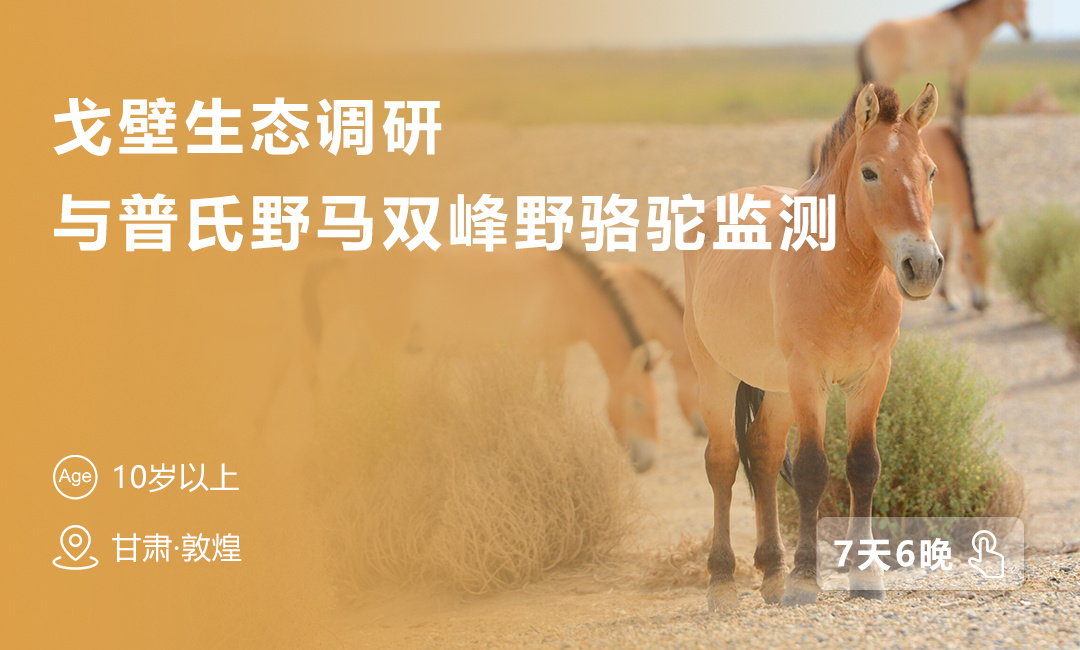 戈壁生态与普氏野马双峰野骆驼监测科考活动【带您走进敦煌】