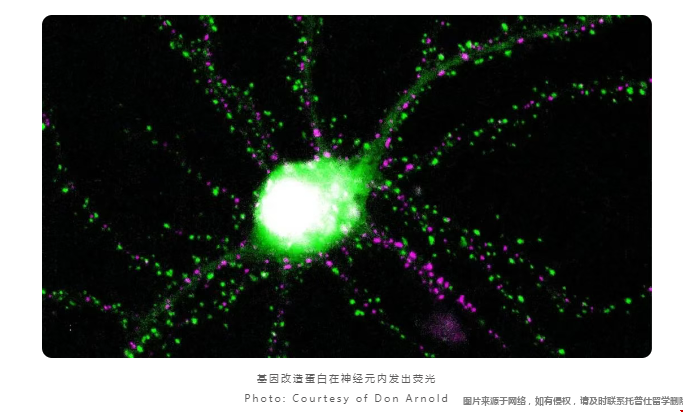 USC研究员有望革新成瘾和癫痫治疗.png