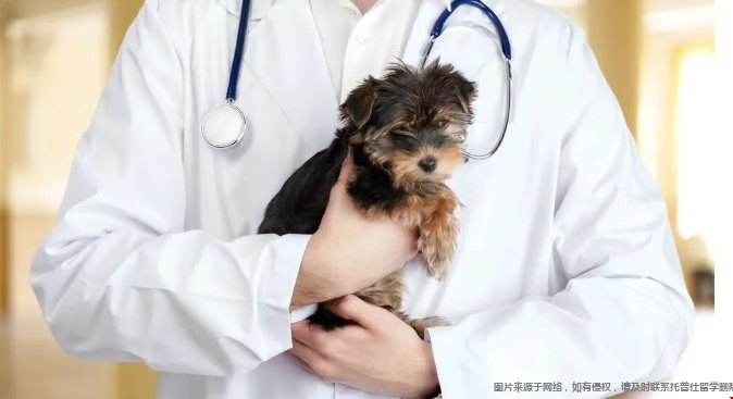 动物科学专业.png 动物科学专业.png